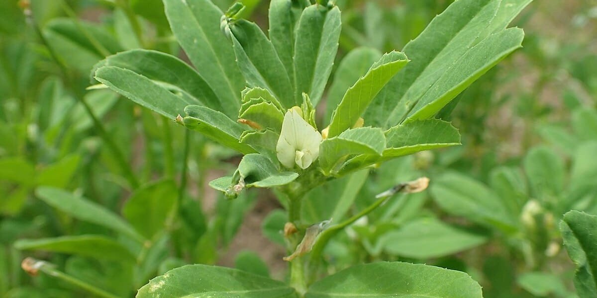 Té de Romero, Canela y Jengibre, Prepara la Receta 【2020】