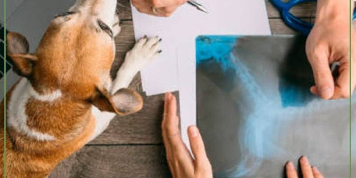 A Vet's Guide to Pet Wellness and Diagnostic Tests