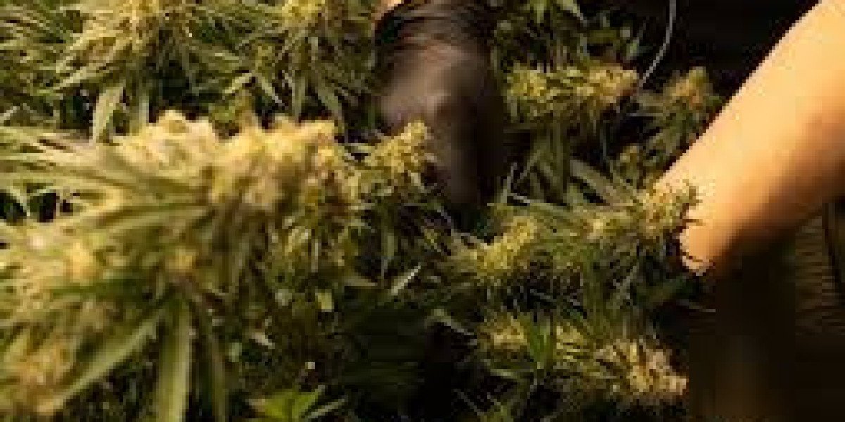 Best Dispensary Near Me: A Complete Guide to Finding Quality Cannabis